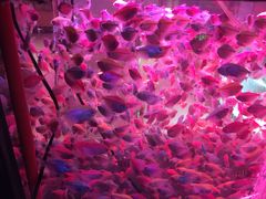 -中环花鸟鱼虫市场