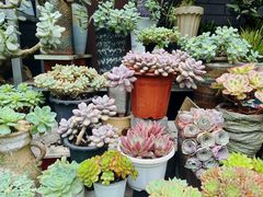 -青石桥花鸟鱼虫市场(叠翠城店)