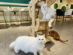 -飞行喵MR PILOT|猫舍·猫咖(静安大融城店)