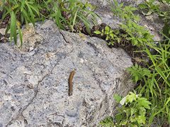 -北京鹫峰国家森林公园