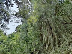 -中国科学院西双版纳热带植物园