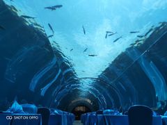 -海棠湾洲际-涛·海底餐厅·美人鱼·自助餐·海底隧道