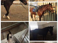 -月河湾马术俱乐部(朝阳店)