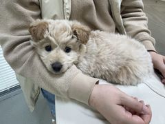 -美美宠物诊疗中心·异宠·骨科(滨江东信分院)