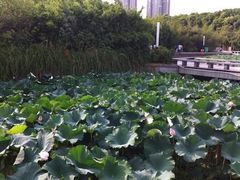 -蠡湖大桥公园