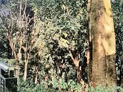 -龙头寺公园