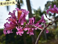 -中国科学院华南植物园