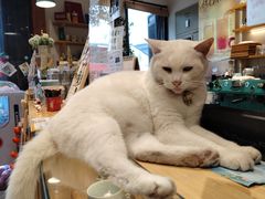 -猫的天空之城概念书店(苏州平江店)