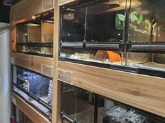 -酷以爬仙阁实体爬宠店·守宫·蜥蜴·专业繁育