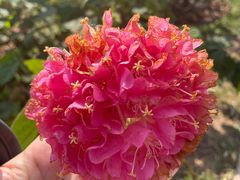 -中国科学院西双版纳热带植物园