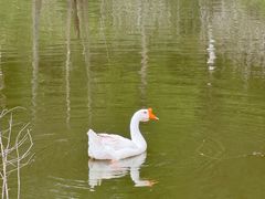 -神光山国家森林公园