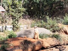 -云南野生动物园