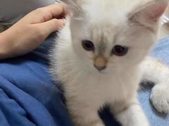 -lincat·猫舍(广州店)
