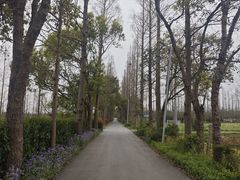 -上海长兴岛郊野公园