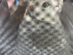 -达爱动物医院·犬猫分区·CT·复杂眼科(远洋山水分院)