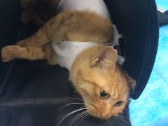 -纳吉亚猫专科动物诊疗中心(蒋宅口分院)