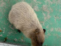 -苏州太湖西山岛开心农场