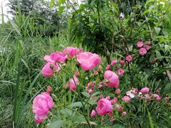 -白鹭湾湿地公园