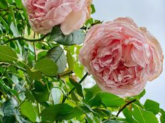 -人民公园(罗湖区)