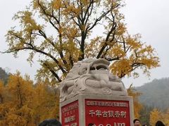 -千年银杏谷文化旅游区