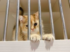 -东方名猫馆·英短金渐层布偶猫舍(环线广场1号楼店)