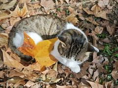 -中南财经政法大学(首义校区)