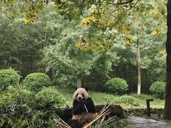 -都江堰中华大熊猫苑
