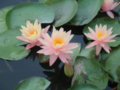 -莲花池公园