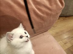 -袖虎·猫馆(体育西路店)