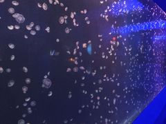 -太平洋海底世界