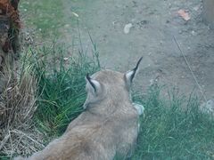 -青藏高原野生动物园