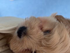 -博特宠物医院24h犬猫全科.骨科·异宠