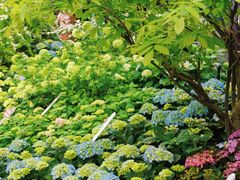 -深圳仙湖植物园