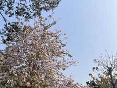 -洲头咀公园