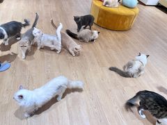 -1013 PET SHOP精品宠物商店(丁香店)