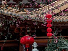 -越秀西湖花市(广州城市广场花卉店)