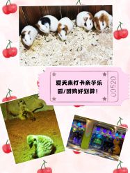 -宝燕乐园(闵行旗舰店)