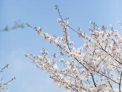 -高东镇樱花园