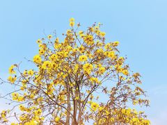 -洲头咀公园