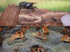 -正佳雨林生态植物园