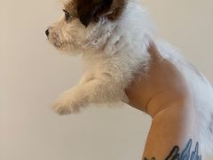 -天宠宠物医院24小时·急重症诊疗中心·全科·腔镜特色(和平分院)