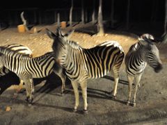 -清迈夜间动物园