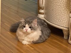 -派特宠物医院(圆融广场店)