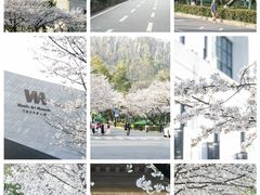 -武汉大学-樱园