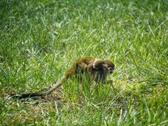 -石家庄市动物园