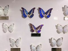 -上海昆虫博物馆