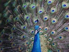 -福建鲤鱼洲酒店