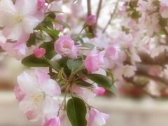-海棠花溪(元大都城垣遗址公园)