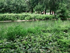 -长白岛森林公园