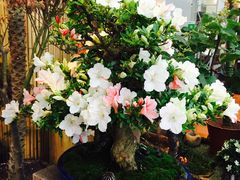 -双季花艺园艺市场(浦东店)